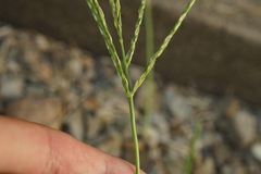 Digitaria ciliaris