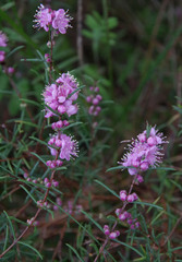 Hypocalymma robustum