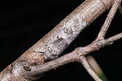 Cryptophasa irrorata