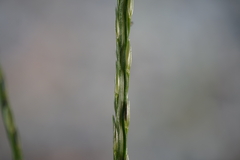 Digitaria ciliaris