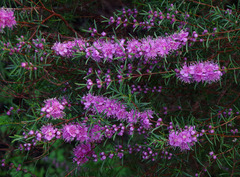 Hypocalymma robustum