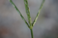 Digitaria ciliaris