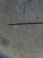 Planktothrix