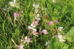 Oenothera suffrutescens