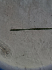 Planktothrix