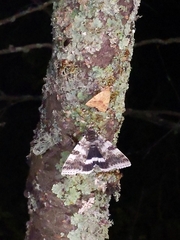 Catocala relicta