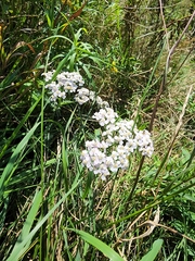 Achillea millefolium