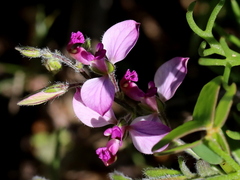 Polygala affinis