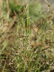 Eragrostis multicaulis
