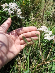 Achillea millefolium