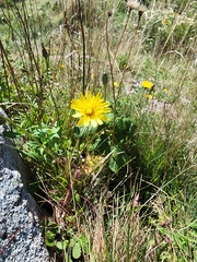 Crepis tectorum