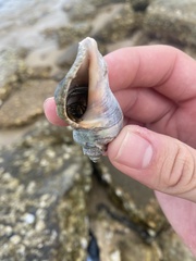 Clibanarius vittatus