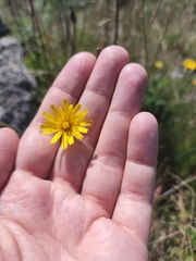Crepis tectorum