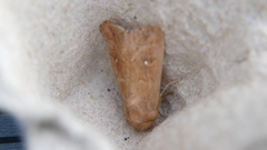 Mythimna albipuncta