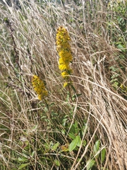 Solidago puberula