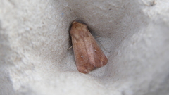 Mythimna albipuncta