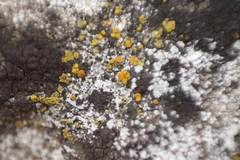 Flavoplaca