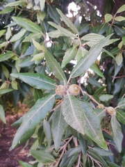 Quercus ilex