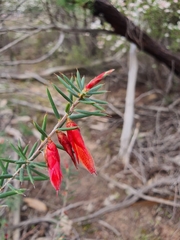 Stenanthera conostephioides