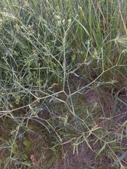Falcaria vulgaris