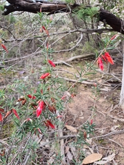 Stenanthera conostephioides