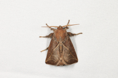 Anaxidia lozogramma