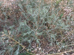 Ceratocarpus arenarius