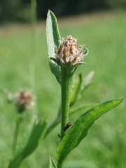 Centaurea oxylepis