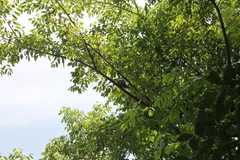 Melanerpes superciliaris