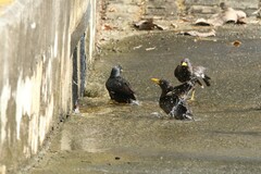 Acridotheres javanicus