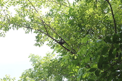 Melanerpes superciliaris