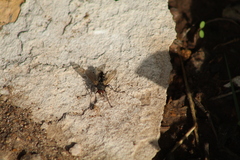 Tachinidae