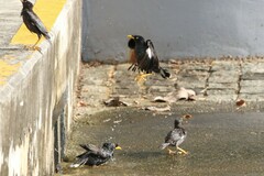 Acridotheres javanicus