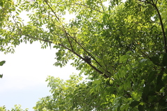 Melanerpes superciliaris