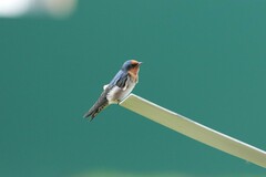 Hirundo tahitica