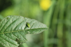 Diabrotica balteata