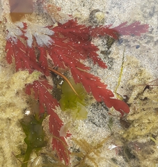 Odonthalia dentata