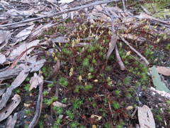 Polytrichum juniperinum