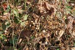 Cuscuta lupuliformis