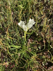 Gentiana algida