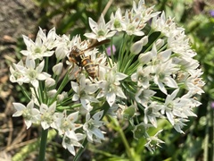 Allium ursinum