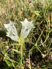 Gentiana algida