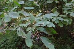 Cornus sanguinea australis