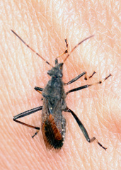 Alydus calcaratus
