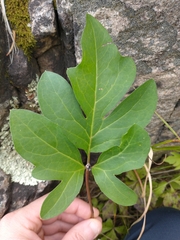 Nabalus trifoliolatus