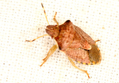 Peribalus strictus vernalis