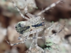 Mimetidae