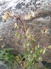 Nabalus trifoliolatus