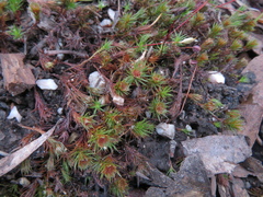 Polytrichum juniperinum