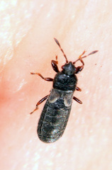 Ischnodemus sabuleti
